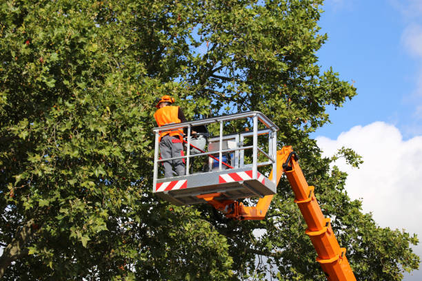 Fife Heights, WA Tree Service Company